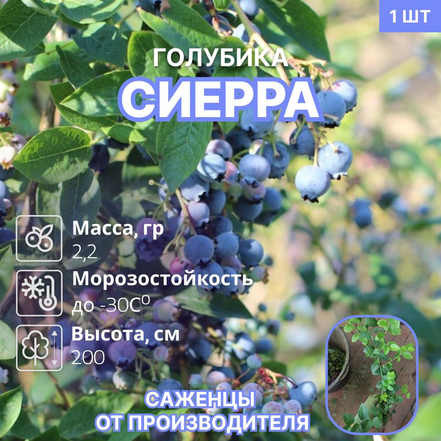 Голубика Сиерра #1