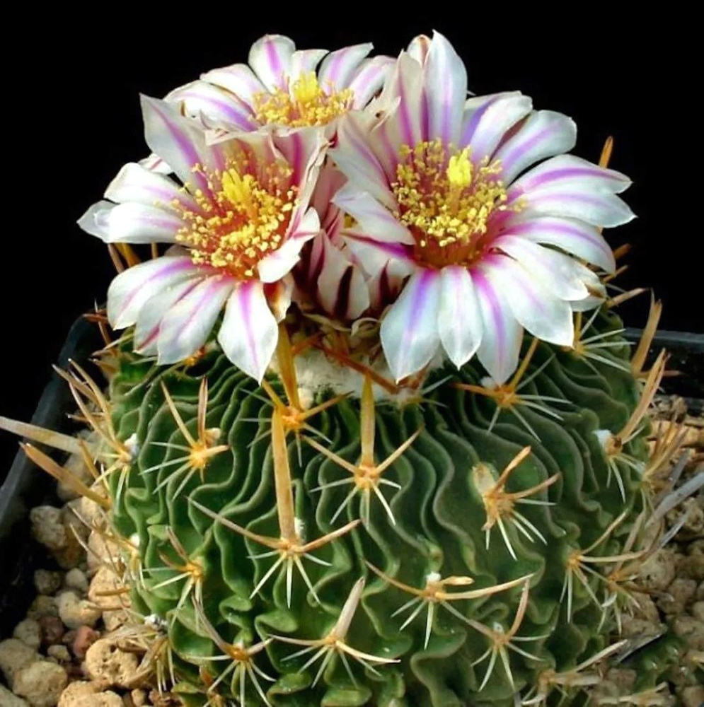 Эхинофоссулокактус - Echinofossulocactus phyllacanthus v. violaciflorus SB 112 (5 шт.)  #1