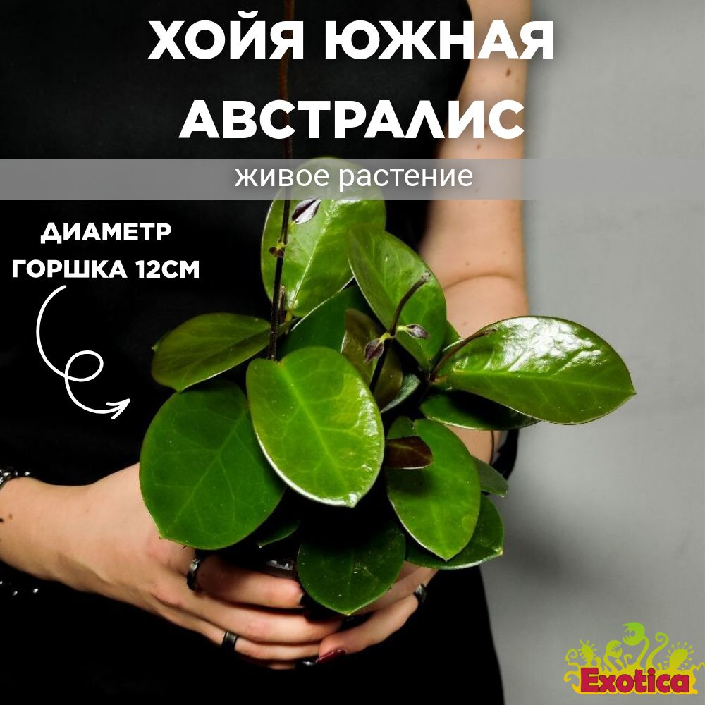 Хойя Южная Австралис (Hoya Carnosa Australis) D12см #1