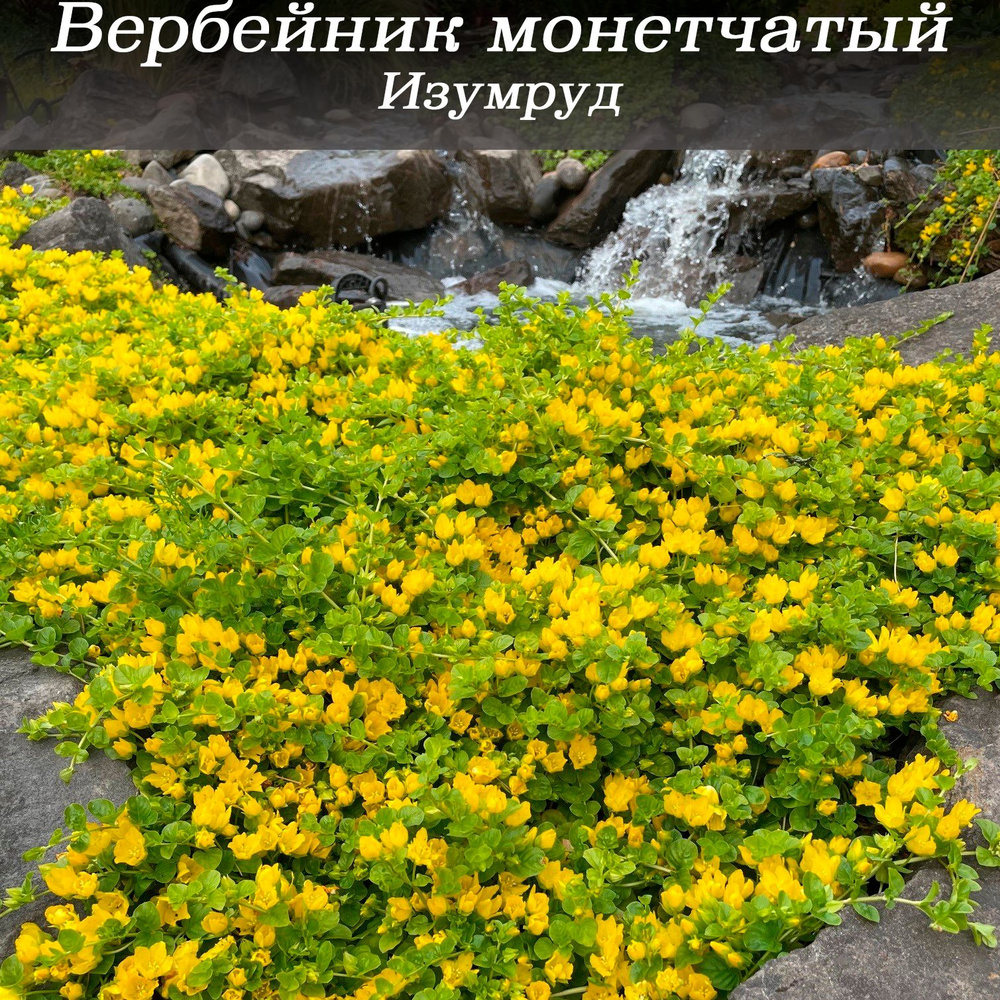 Вербейник монетчатый Изумрудный (Лизимахия) саженец купить на OZON по ...