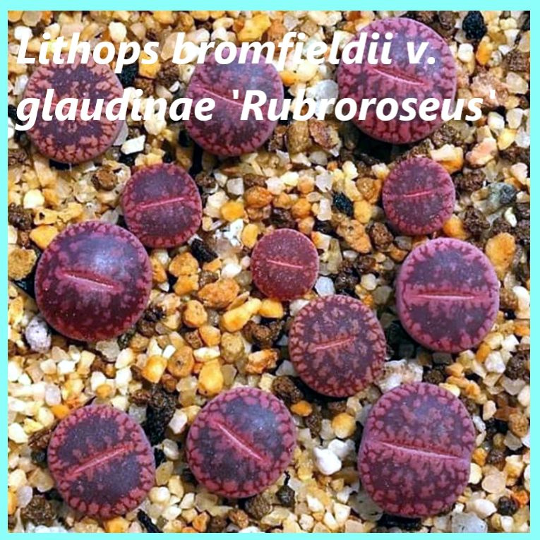 Семена литопсов - Lithops bromfieldii v. glaudinae 'Rubroroseus' (10 шт.) #1