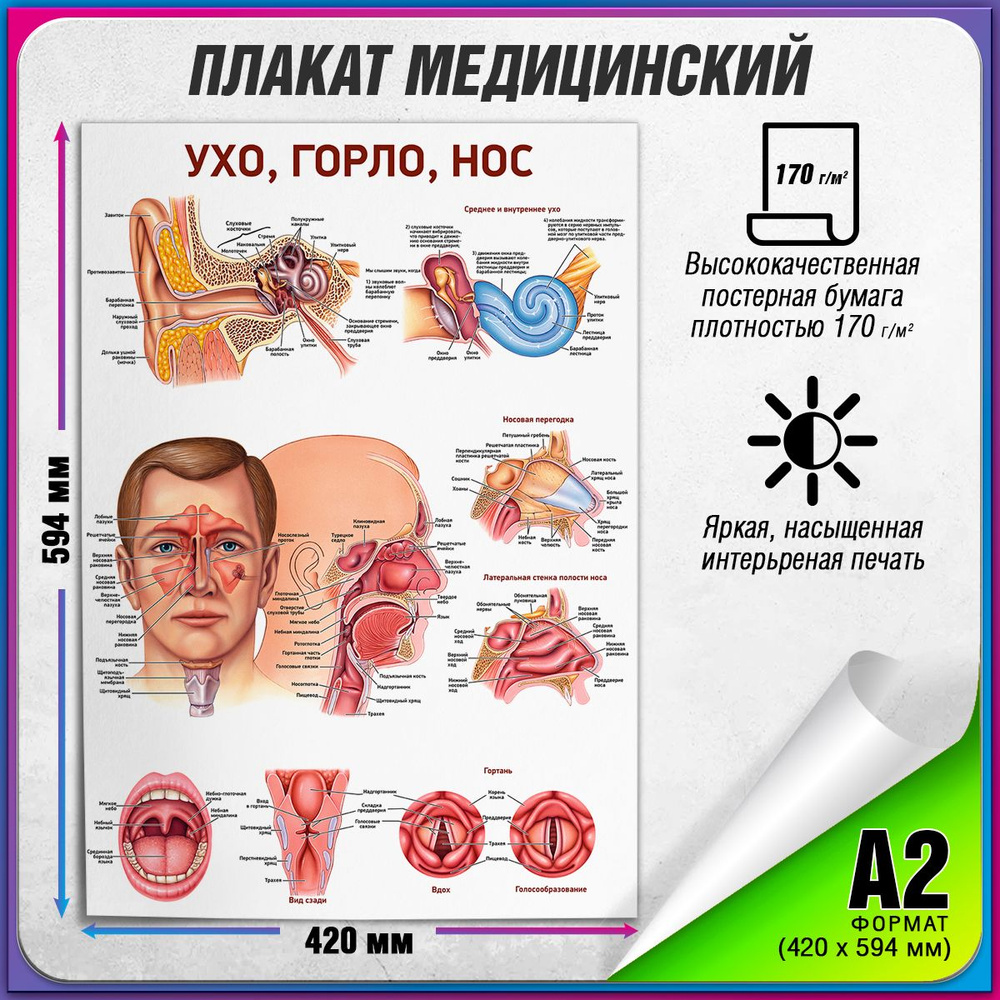 Плакат "Ухо, горло, нос", А-2 / Обучающий медицинский постер 42x60 см.  #1