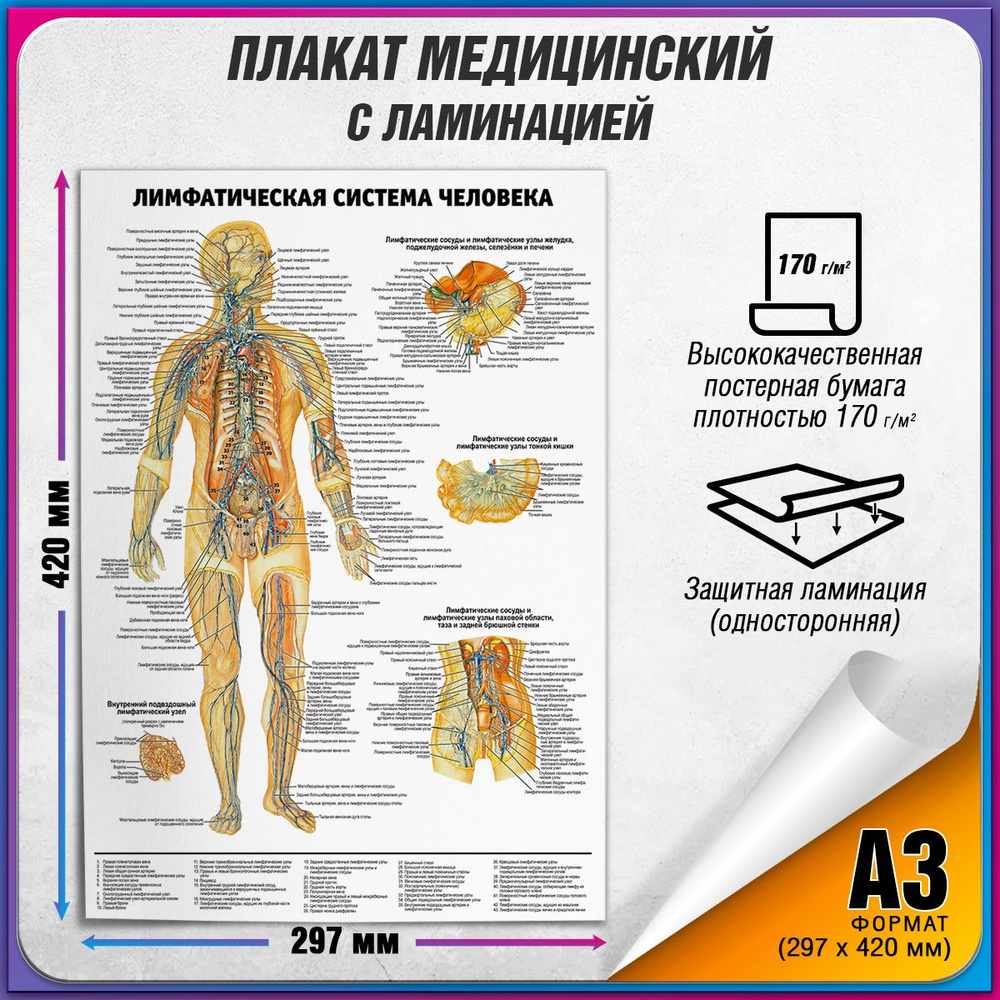 Информационный медицинский плакат "Лимфатическая система человека" / ламинированный / А-3 (30x42 см.) #1