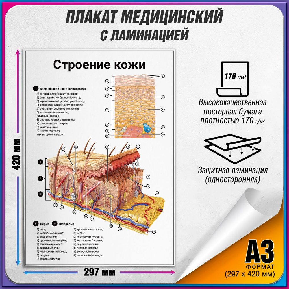 Информационный медицинский плакат "Строение кожи" / ламинированный / А-3 (30x42 см.)  #1