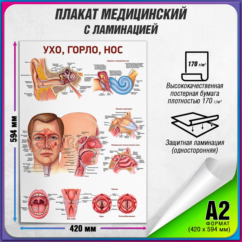 Плакат "Ухо, горло, нос", А-2 / Обучающий медицинский постер ламинированный 42x60 см.  #1