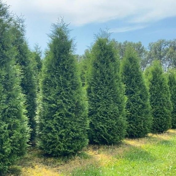 Туя туи западной Брабант (Thuja occidentalis Brabant) - купить по ...
