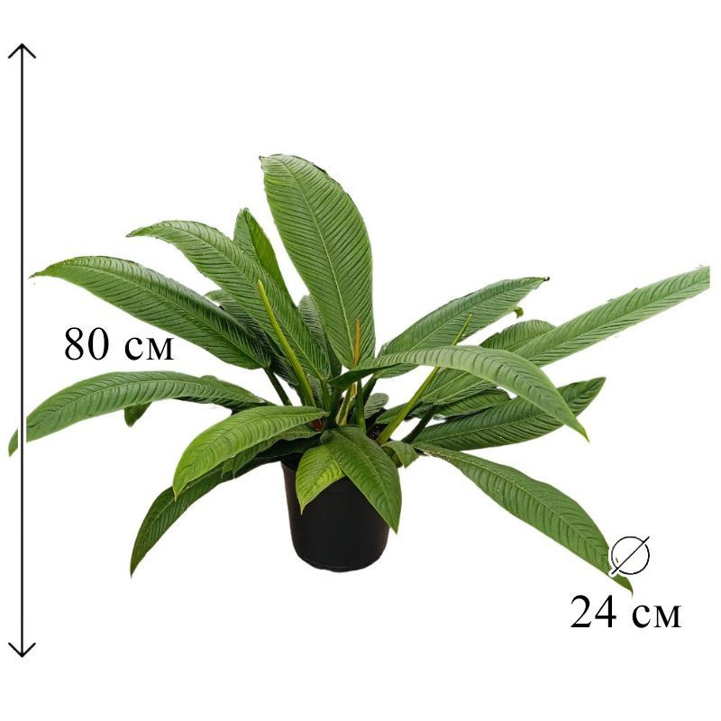 Филодендрон Кампии 24/80 см #1