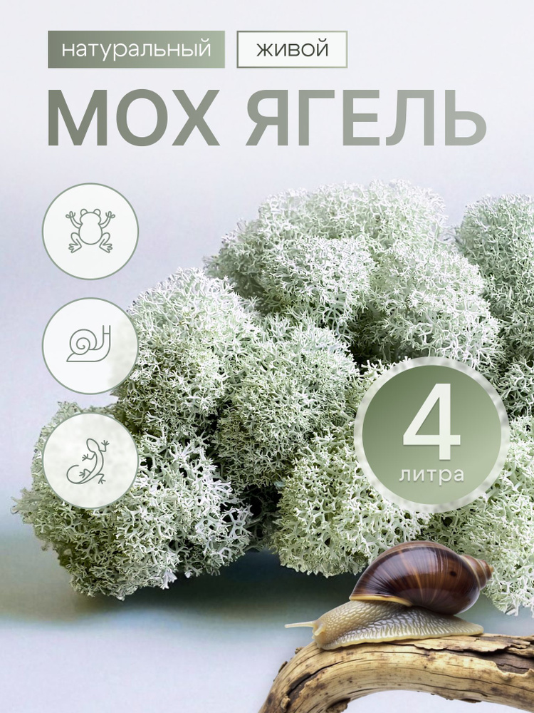 Мох #1