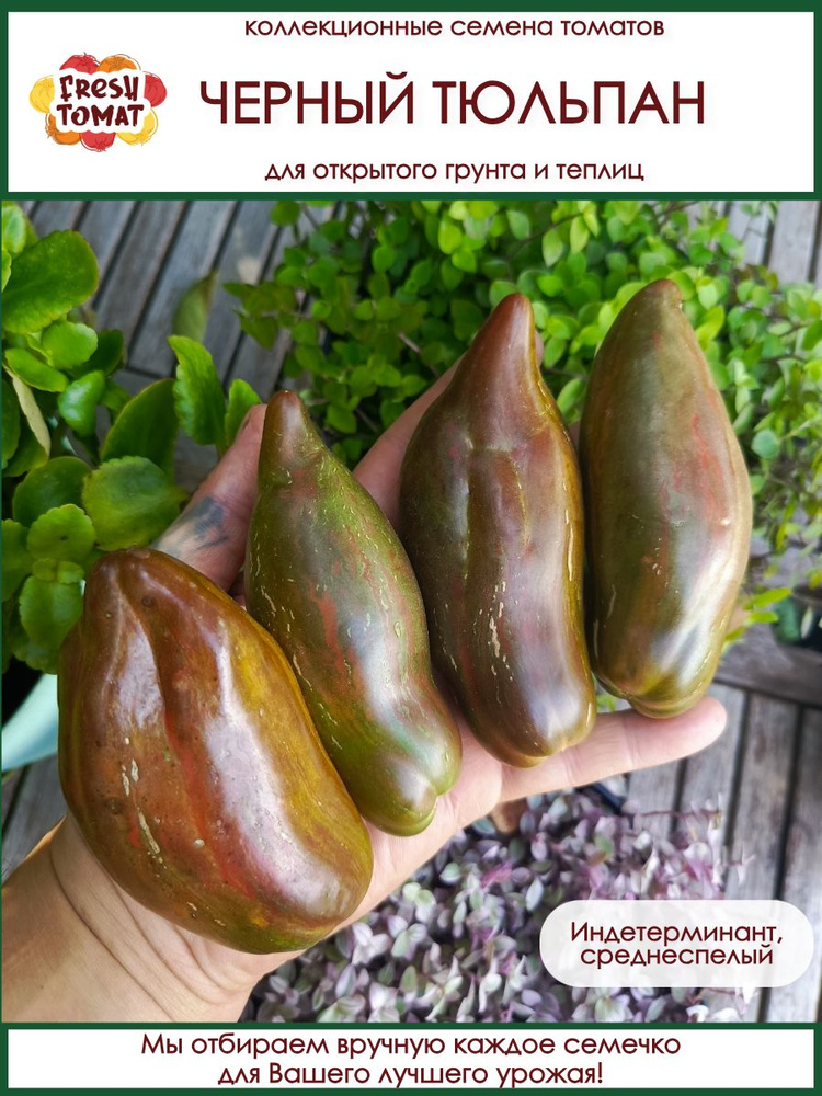 Семена томатов. ЧЕРНЫЙ ТЮЛЬПАН сорт для открытого грунта и теплиц #1