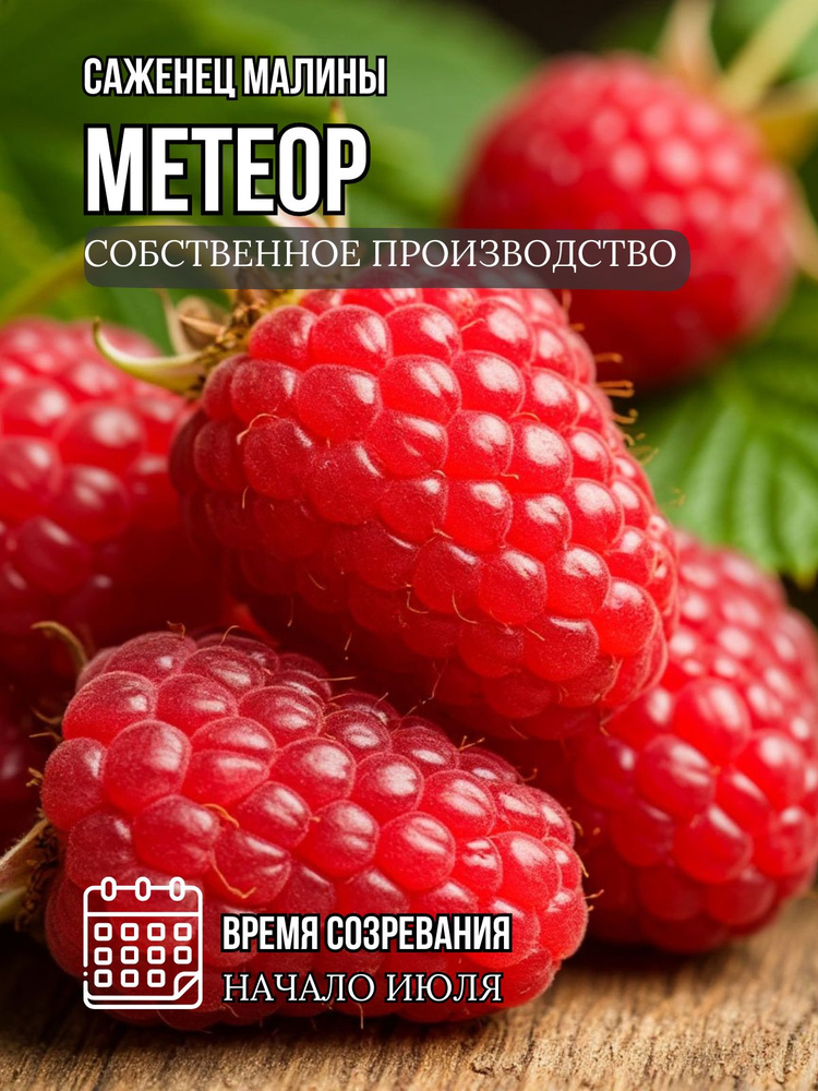 Саженец малины Метеор #1