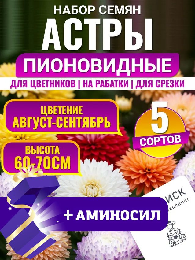 Семена Астры пионовидной Поиск, набор 5 упаковок + Аминосил / семена цветов для сада #1