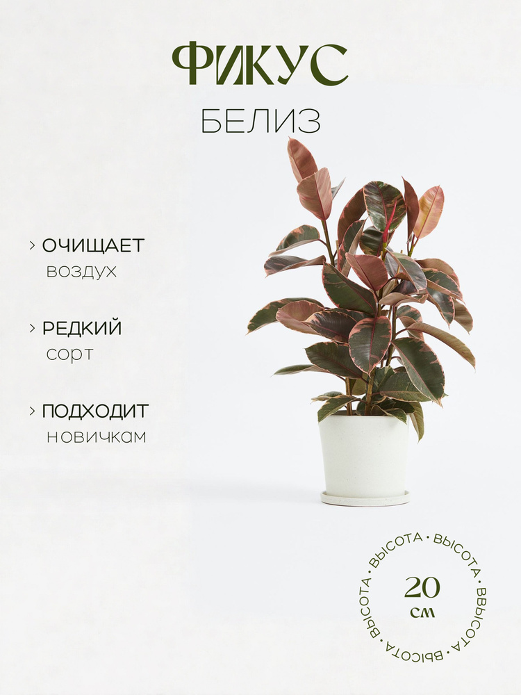 Фикус Эластика Белиз #1