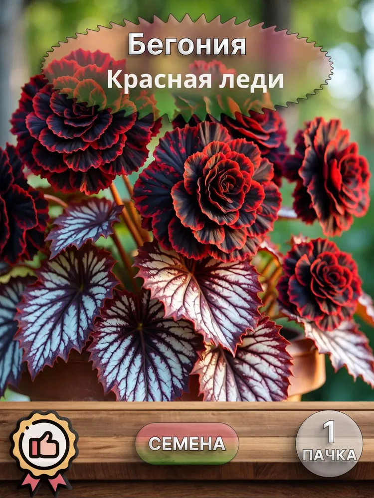 Бегония махровая Красная леди, семена, 10 шт., 10 шт