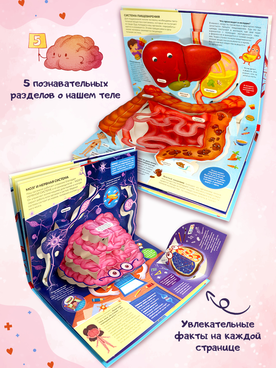 POP UP энциклопедия. Анатомия. Книжка-панорамка | Pop-Up Encyclopedia. Anatomy. Panoramic Book - Ozon image 1