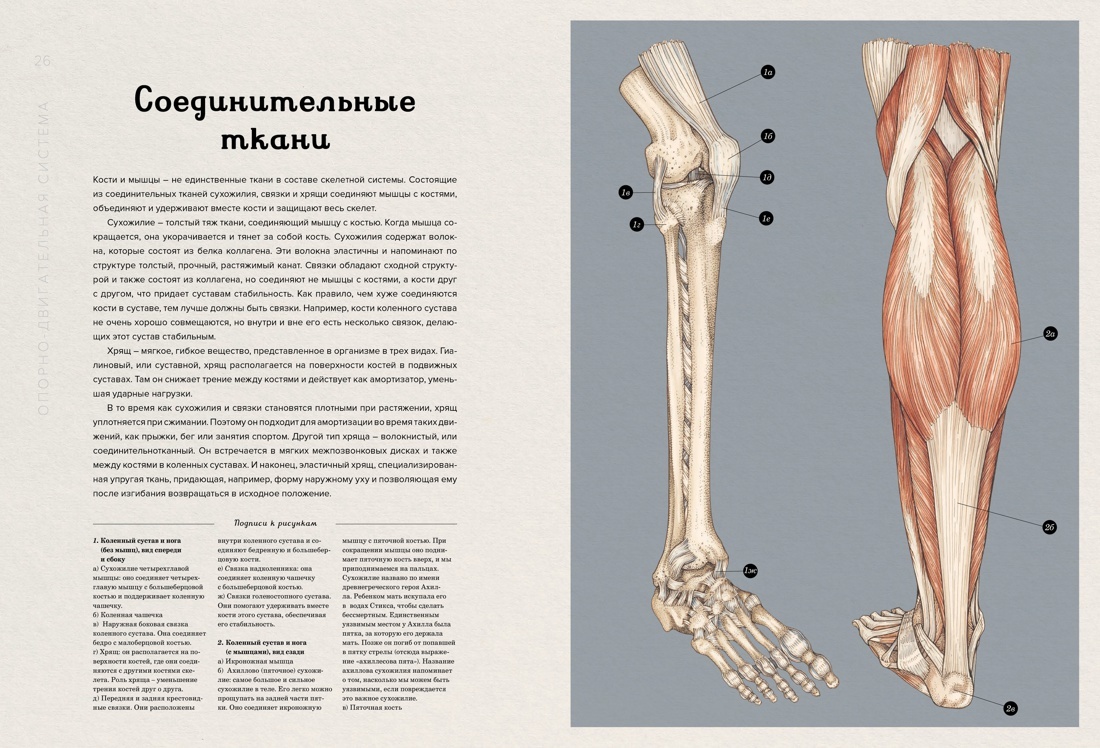 Анатомикум. Энциклопедия для детей | Anatomicum: An Encyclopedia for Children - Ozon image 1