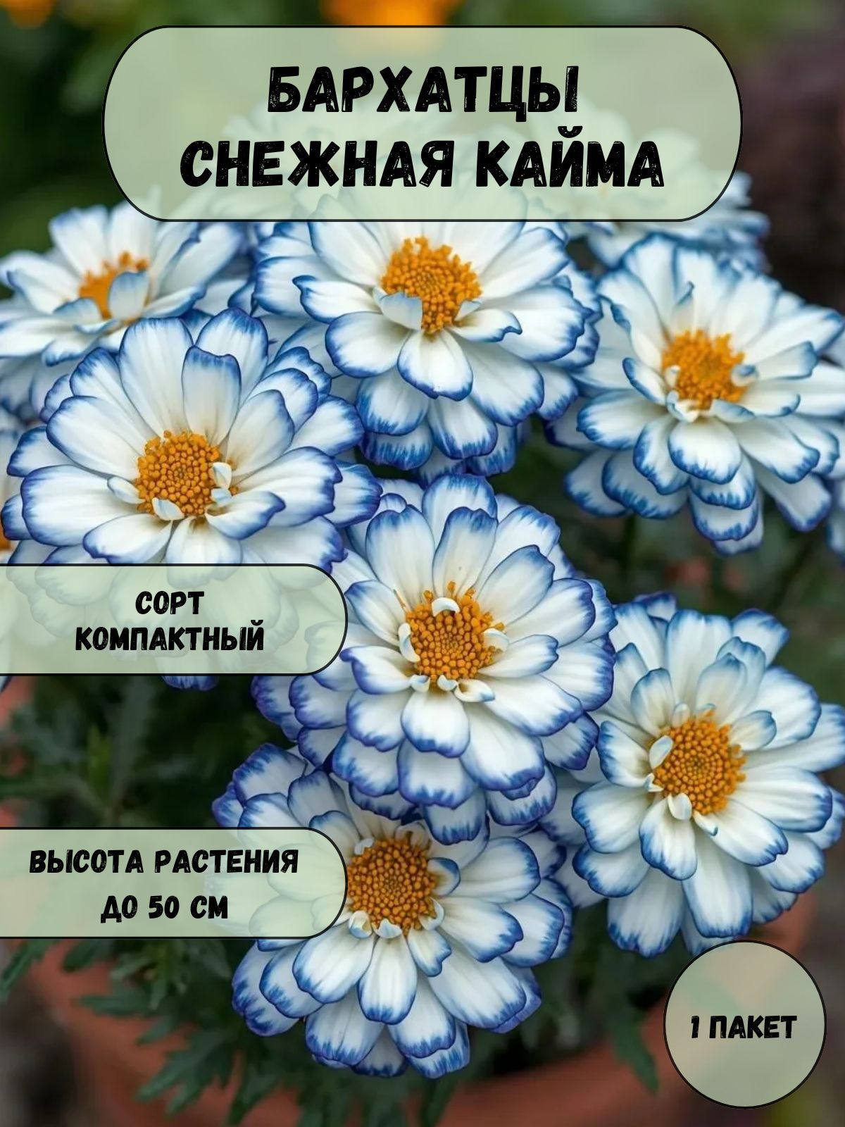 БархатцыСнежнаякайма,семена10шт