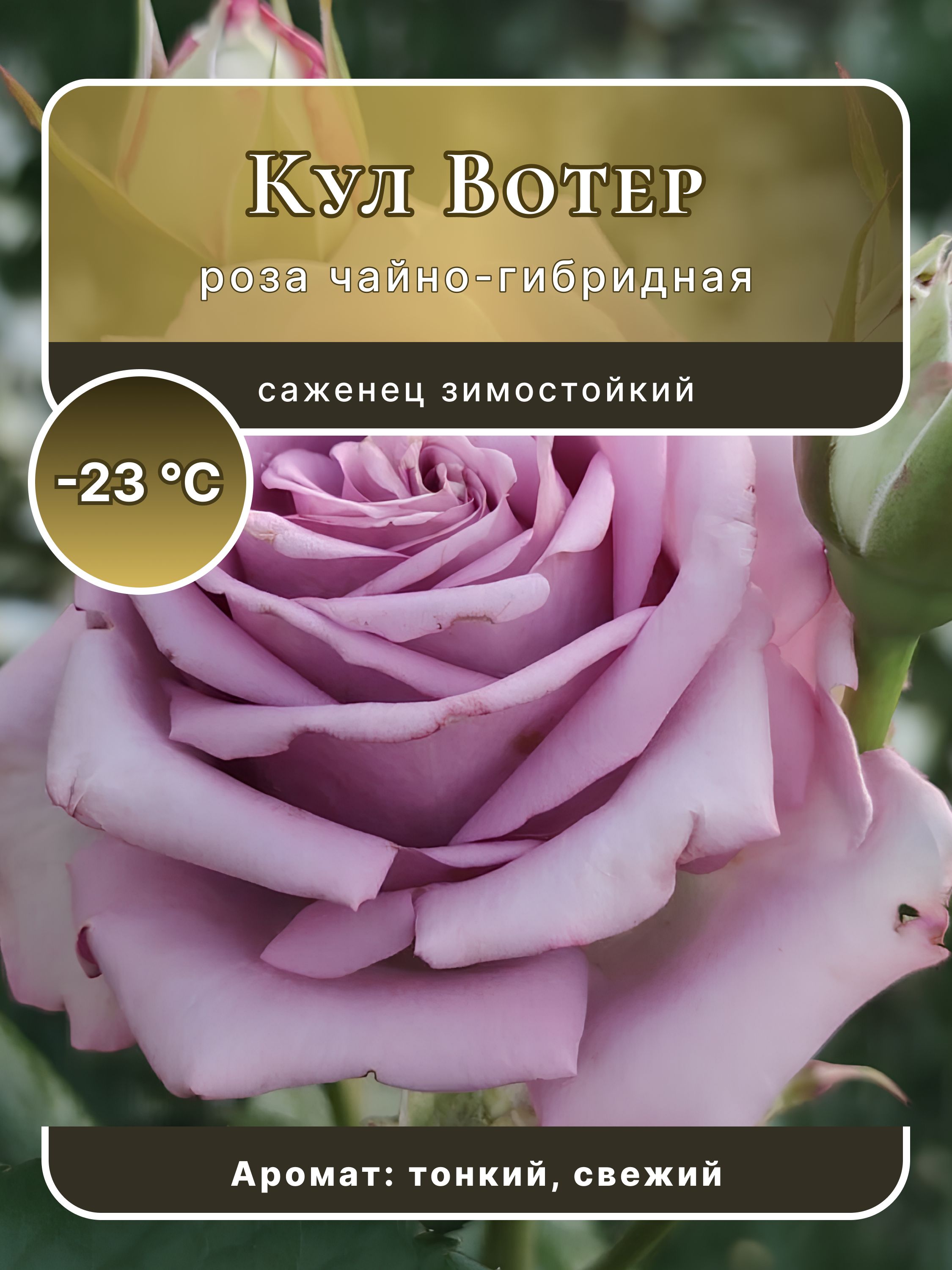 Sort Kul Роза чайно-гибридная саженец сорт