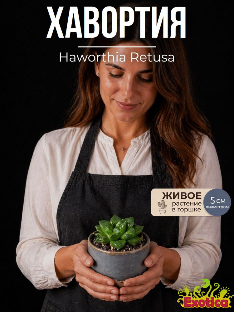 Хавортия Ретуза (Haworthia Retusa) D5см, живой цветок #1