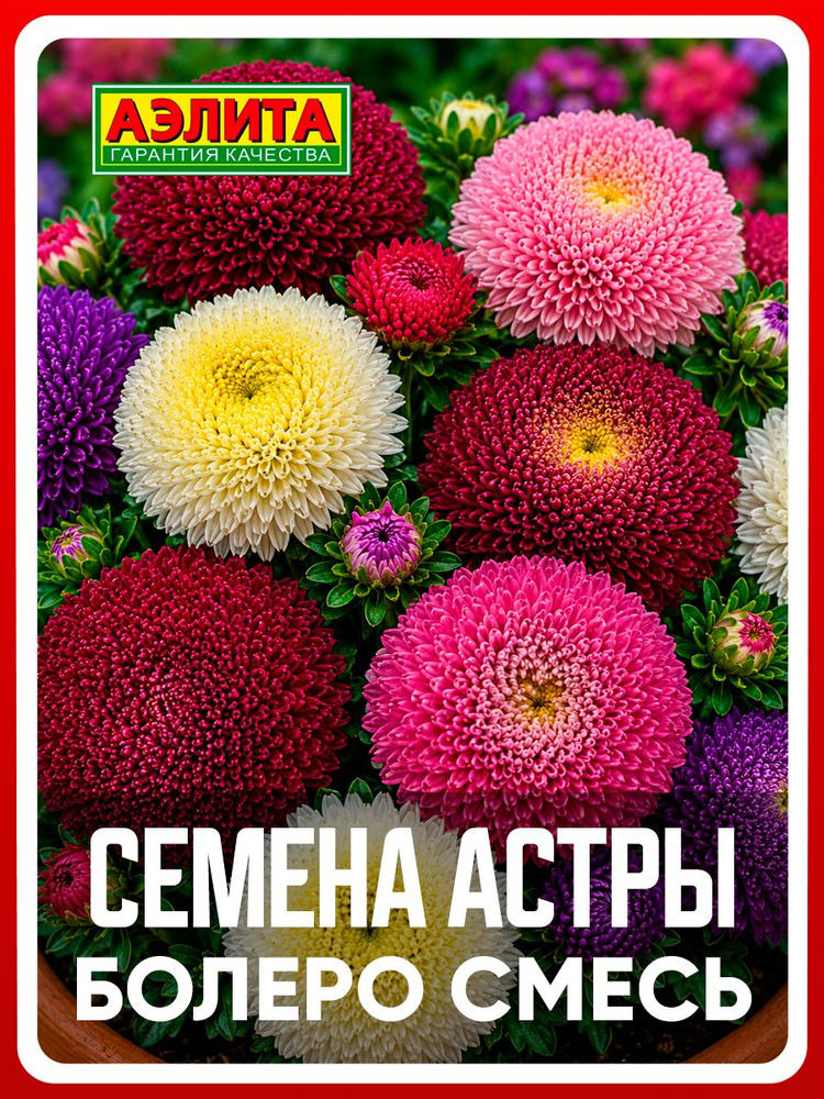 Семена Астра "Болеро" помпонная смесь 0,2 гр, однолетние цветы для дома, дачи, сада и огорода, клумбы, #1