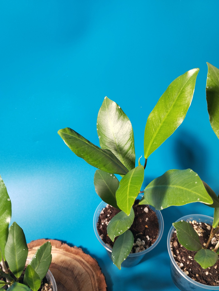 Фикус microcarpa margin Leaf #1