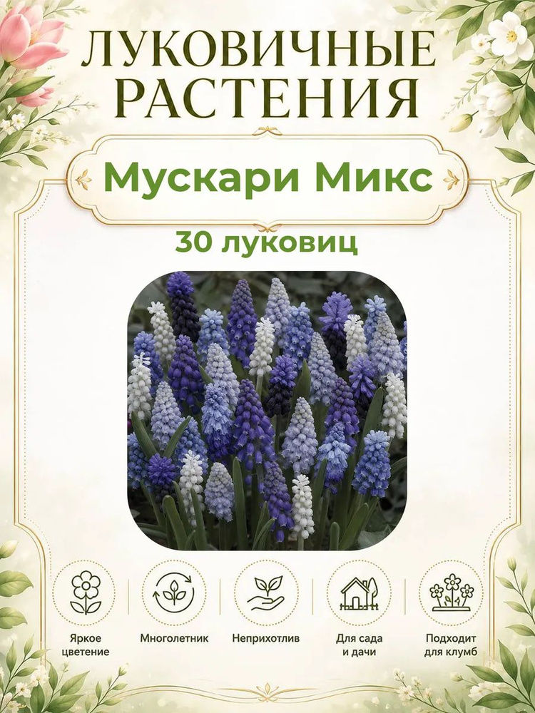 ЭВЕРГРИН Луковицы #1