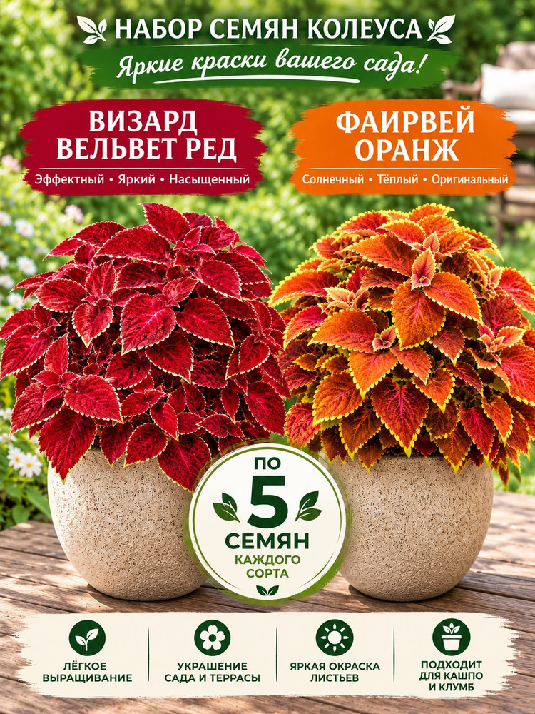 Семена Колеуса Визард Вельвет Ред и Файрвей Оранж, 2 сорта, 10 семян для дома и сада #1
