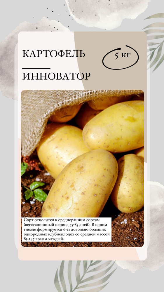 Клубни Картофель купить по выгодной цене в интернет-магазине OZON ...