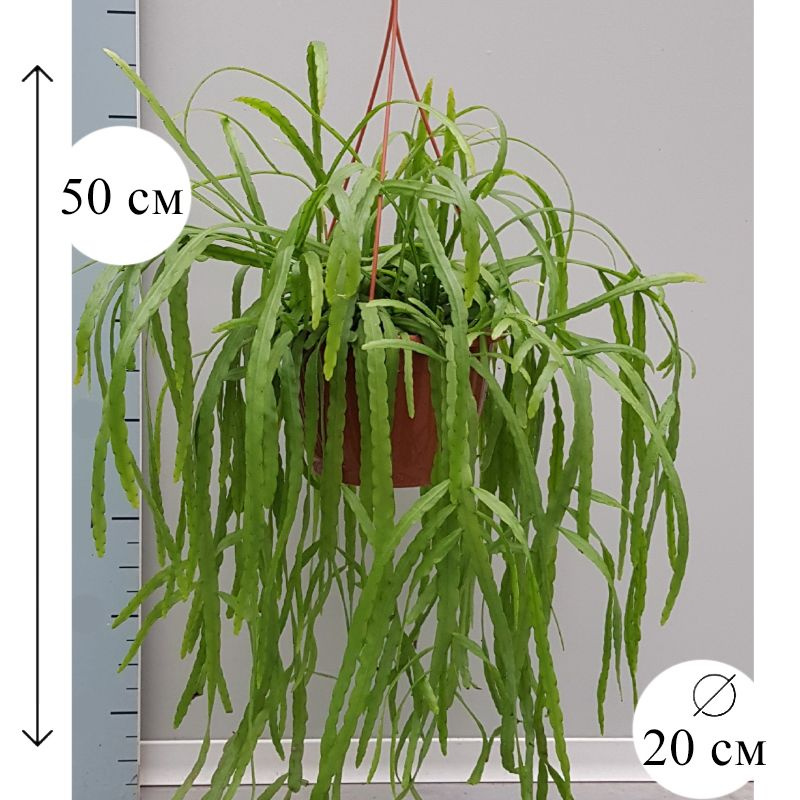 Рипсалис Холвиана 20/50 см #1