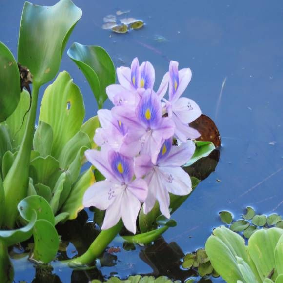 Водяной гиацинт (Эйхорния отличная или толстоножковая) (1 куст). Живое прудовое растение  #1