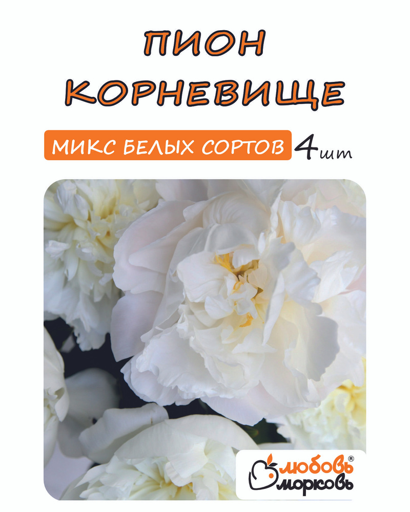 Пион Корневище, Микс белых сортов, 4шт #1