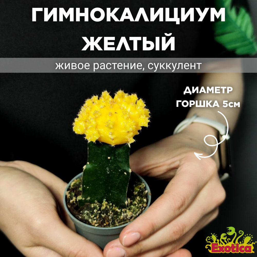 Кактус Гимнокалициум Михановича Желтый (Gymnocalycium Mihanovichii Yellow) D5см  #1