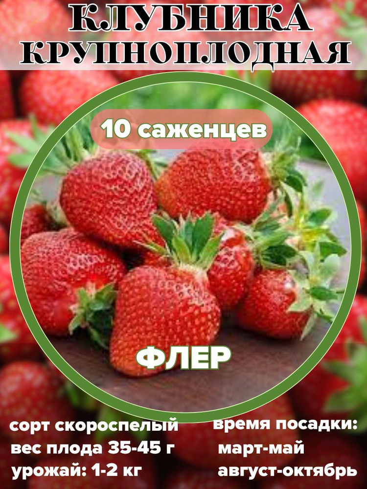 Клубника крупноплодная рассада, саженцы 10 шт. #1