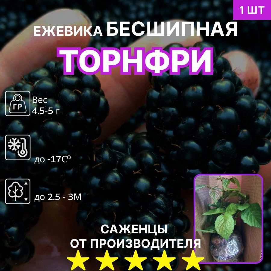 Ежевика Торнфри #1