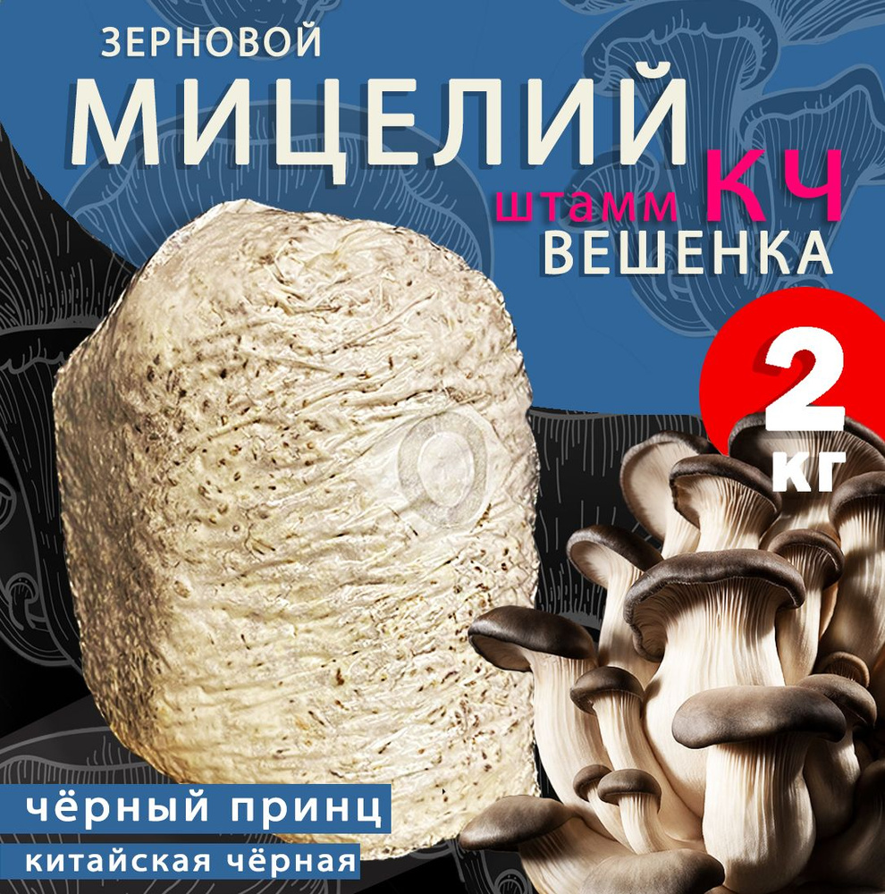 Мицелий зерновой - купить для выращивания грибов мицелий вешенок, шампиньонов, опят, шиитаке