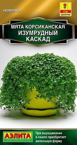 МЯТА КОРСИКАНСКАЯ ИЗУМРУДНЫЙ КАСКАД. Семена. Самая миниатюрная и очень декоративная.  #1