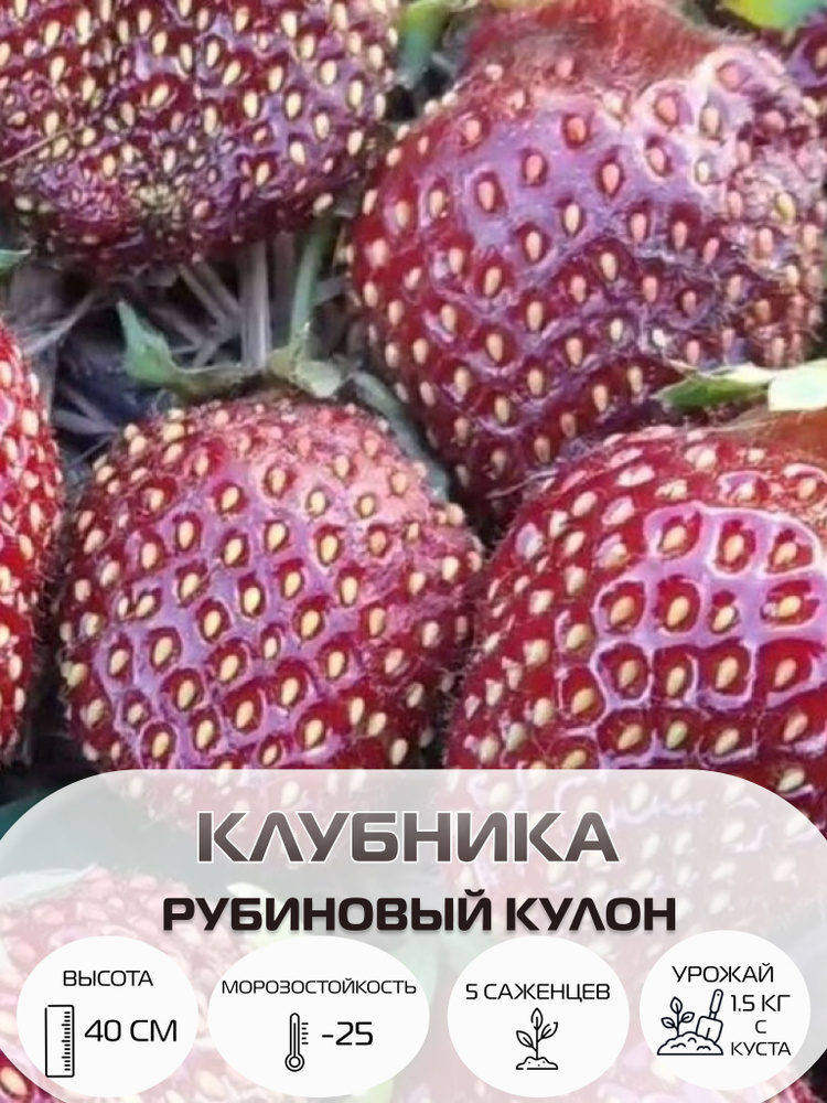 Клубника Рубиновый Кулон, саженцы многолетние ягодных кустарников, крупноплодные и ремонтантные сорта #1