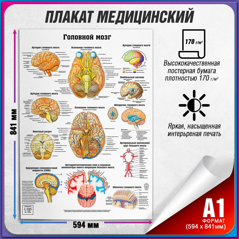 Информационный медицинский плакат "Головной мозг" / А-1 (60x84 см.)  #1