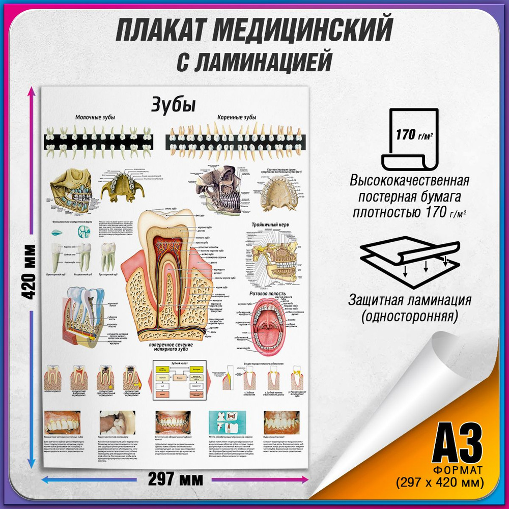 Информационный медицинский плакат "Зубы: строение, расположение" / ламинированный / А-3 (30x42 см.)  #1