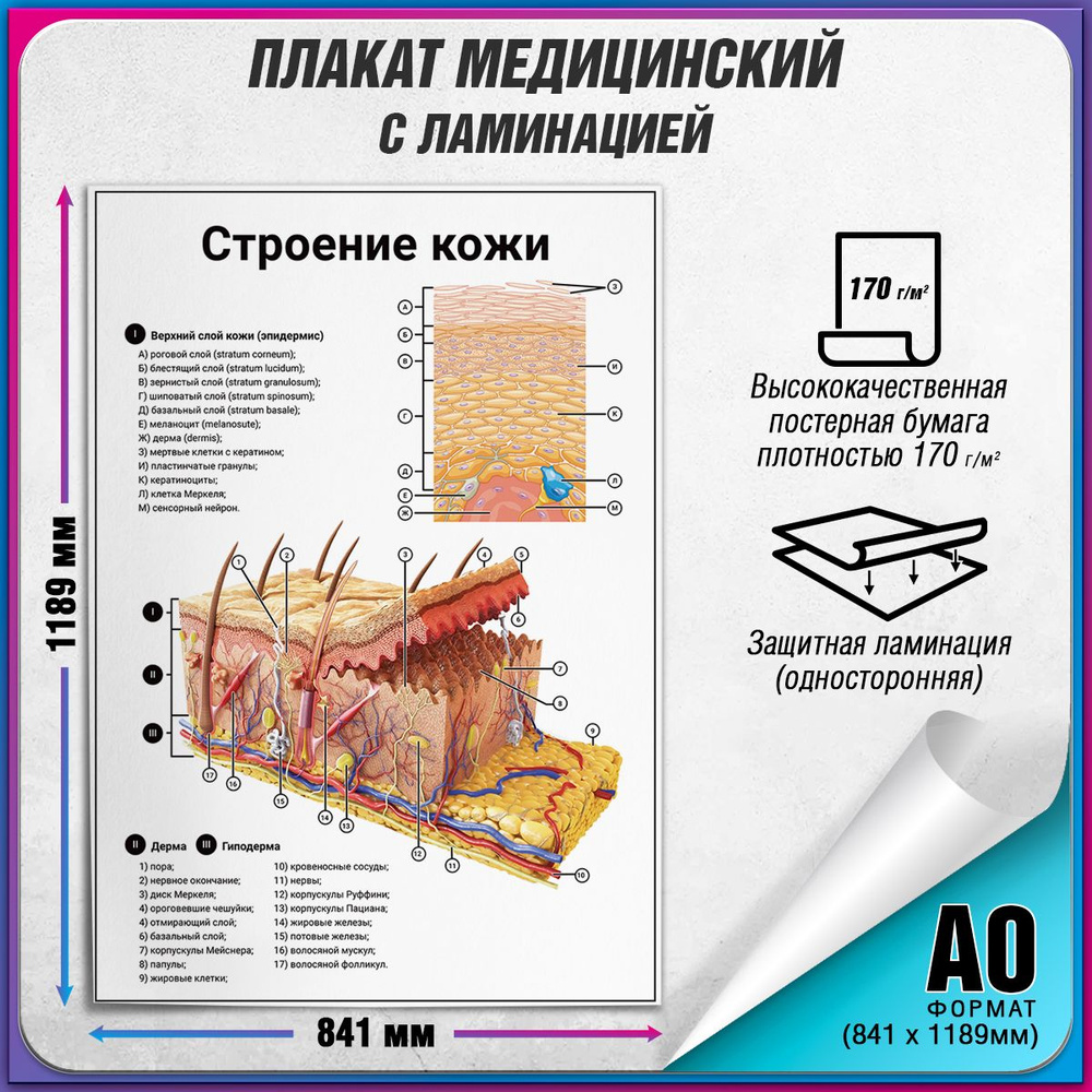 Информационный медицинский плакат "Строение кожи" / ламинированный / А-0 (84x119 см.)  #1