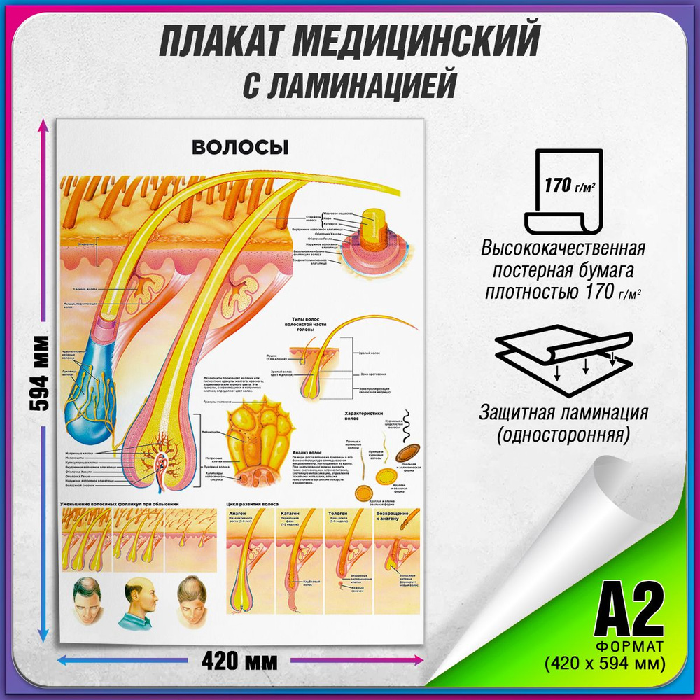 Информационный медицинский плакат "Волосы" / ламинированный / А-2 (42x60 см.)  #1