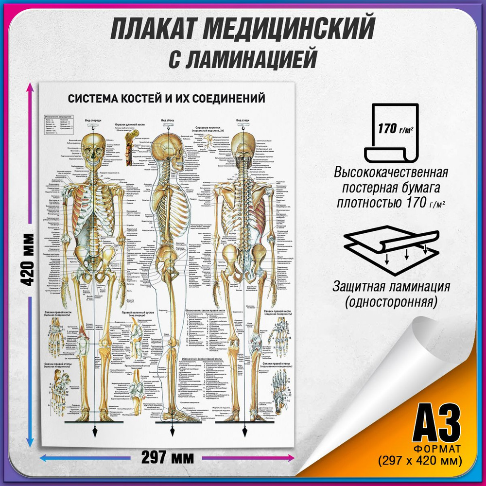 Информационный медицинский плакат "Система костей и их соединений" / ламинированный / А-3 (30x42 см.) #1