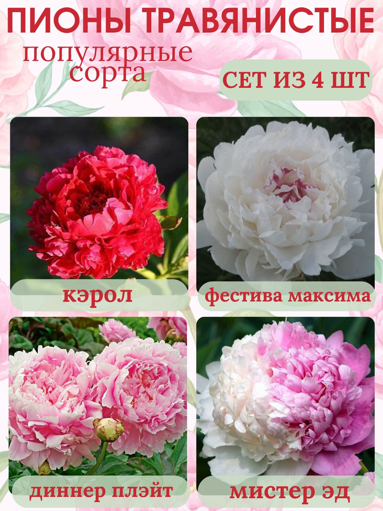 Пионы травянистые, саженцы многолетние, Сет из 4 штук купить на OZON по ...