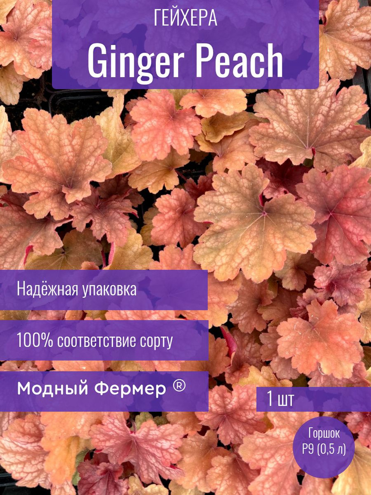 Гейхера Джинджер Пич, саженец в горшке 0,5 л #1