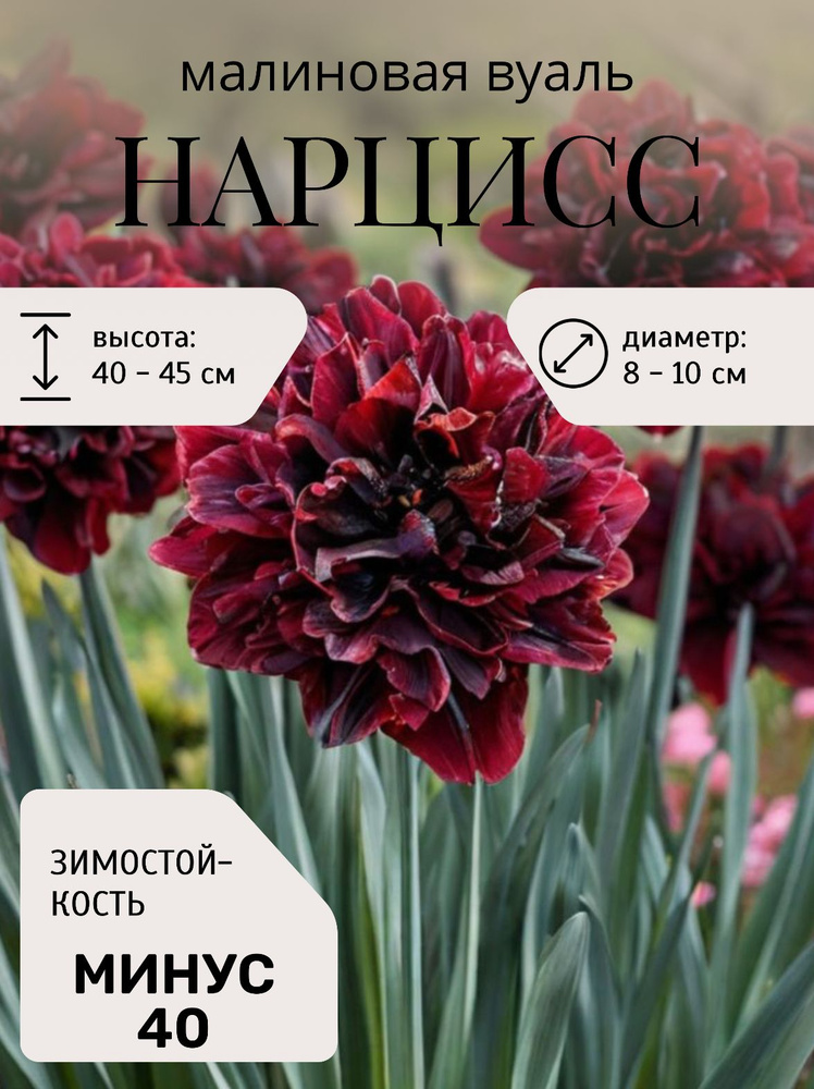 Нарцисс луковицы многолетние цветы 5 шт #1