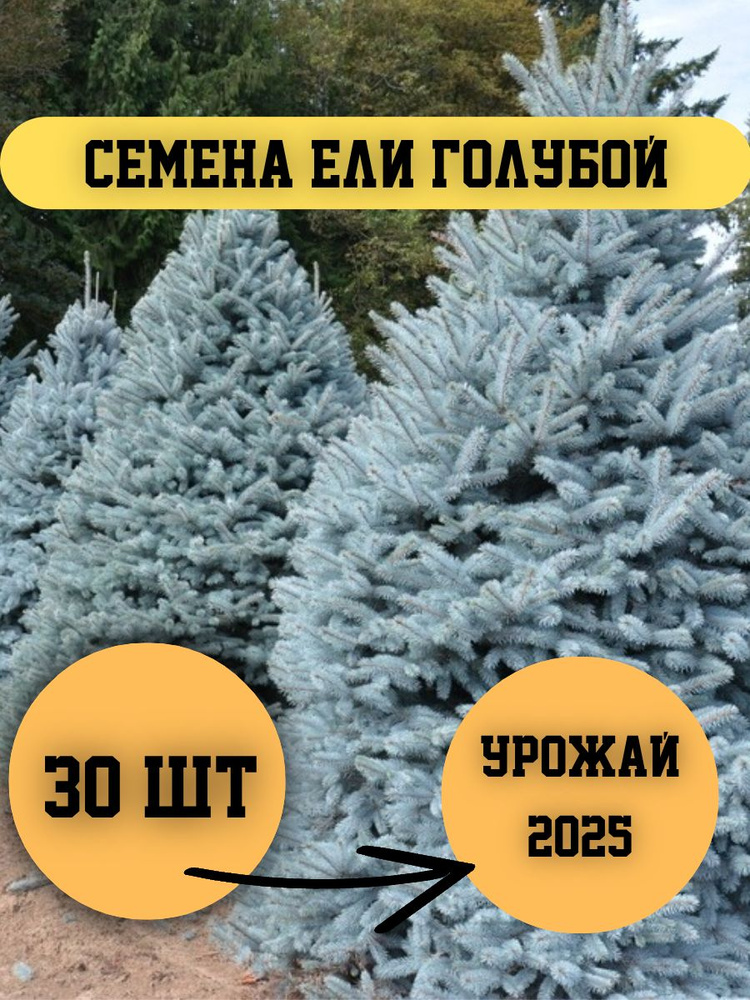 Ель голубая семена - 30 шт #1
