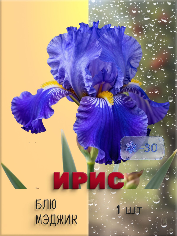 Ирис Блю мэджик, 1 луковица. #1