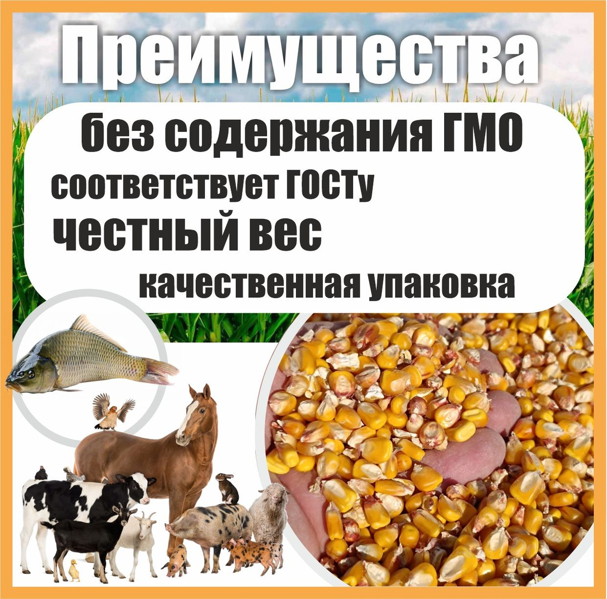 Кукуруза для рыбалки, сухая цельное зерно для с/х животных кормовая ...