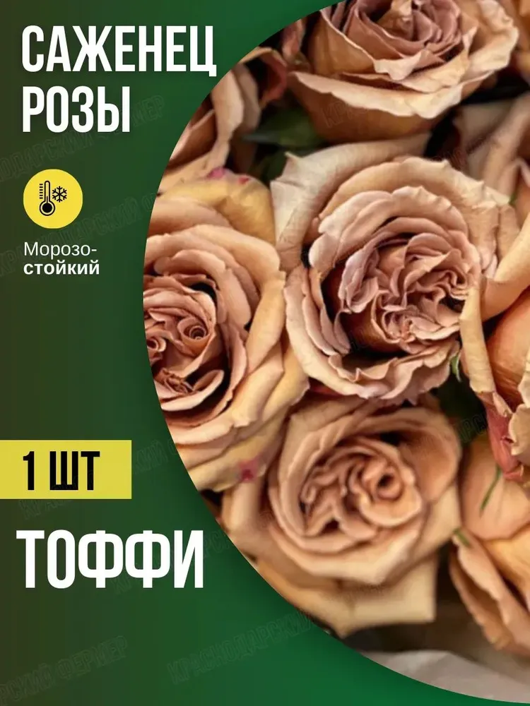 Розы Тоффи, вариант, фото 2