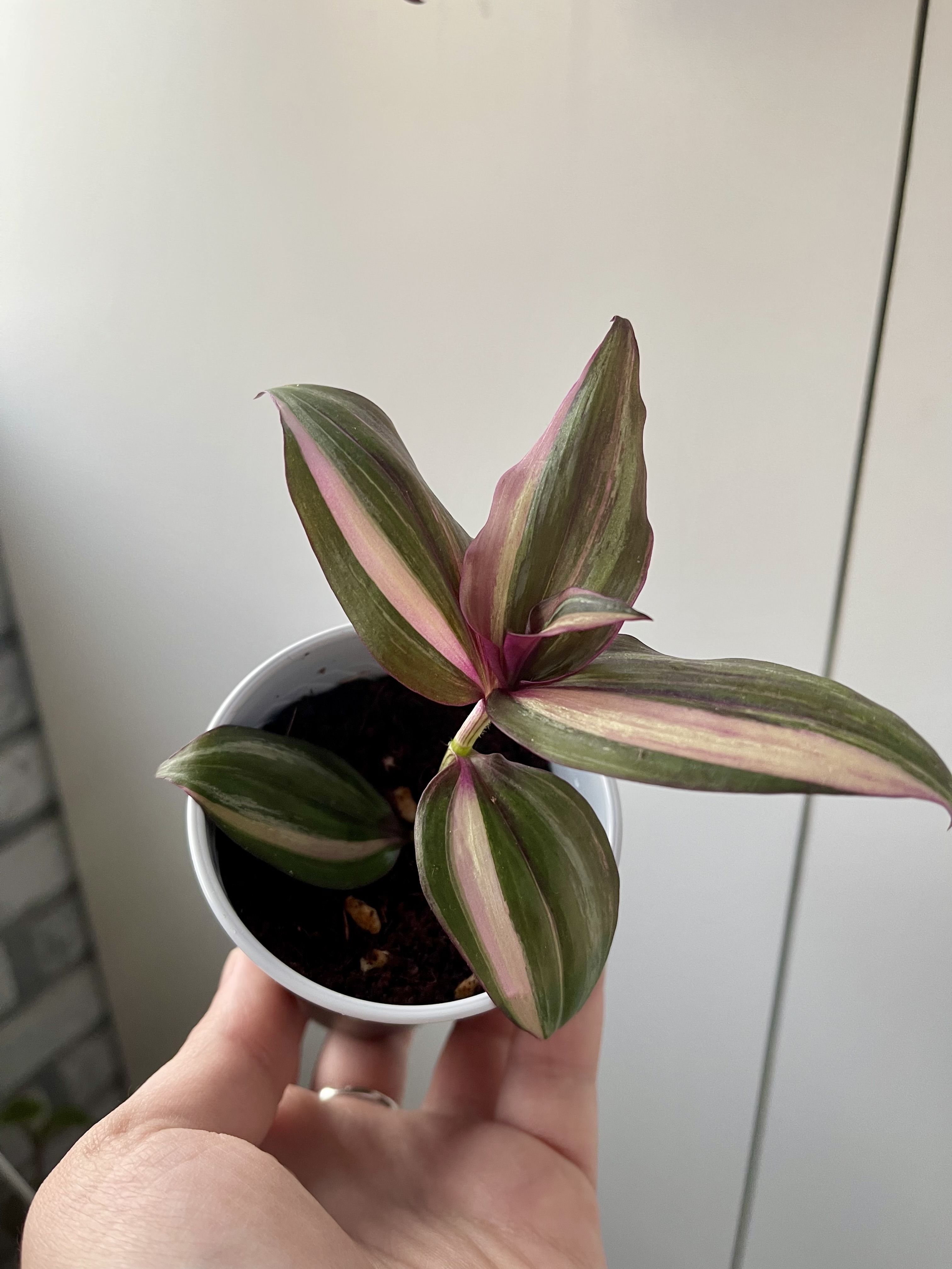 Жастықпен жыныстық қатынас