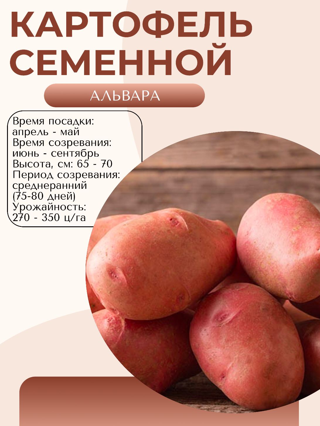 Клубни картофеля Жуковский крупным планом